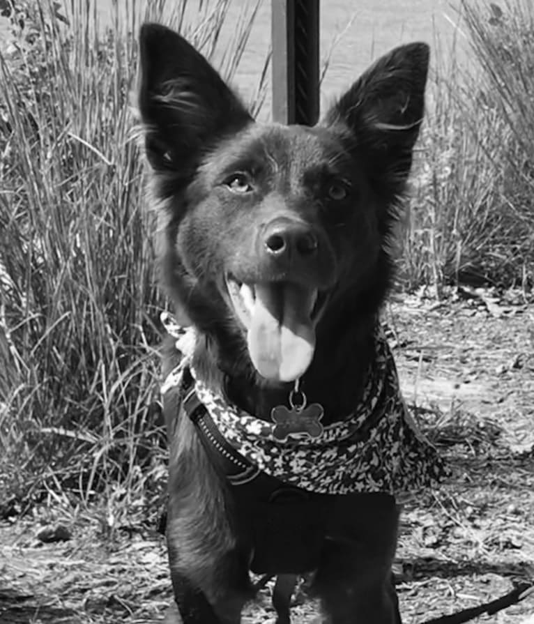 Harper, a Border Collie and Boston Terrier mix tested with EmbarkVet.com