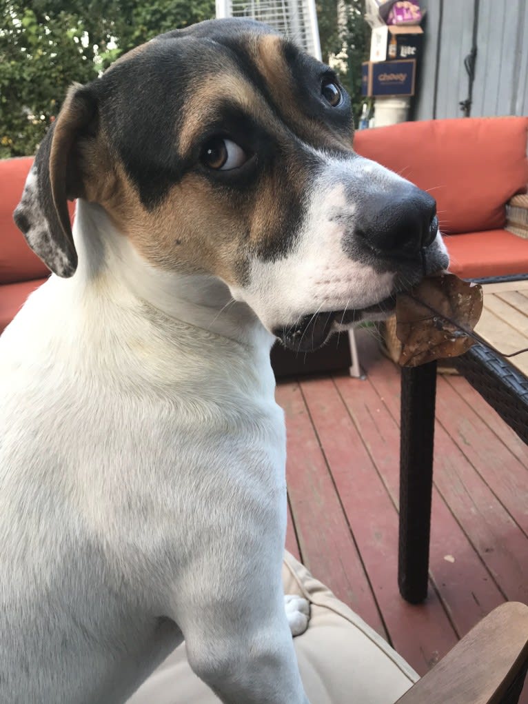 Linus, an American Pit Bull Terrier and Rottweiler mix tested with EmbarkVet.com