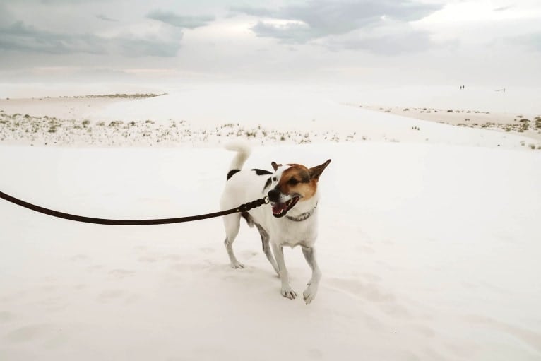 Rengar, a Norwegian Elkhound and Beagle mix tested with EmbarkVet.com