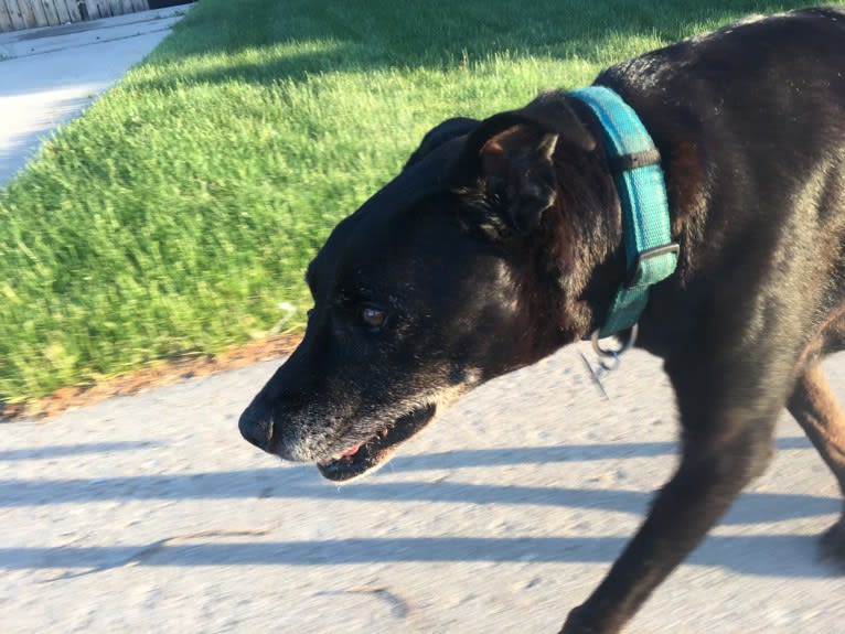 Zef, an American Pit Bull Terrier and Labrador Retriever mix tested with EmbarkVet.com