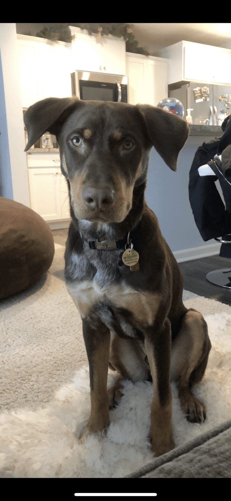 Moose, a Labrador Retriever and Australian Cattle Dog mix tested with EmbarkVet.com