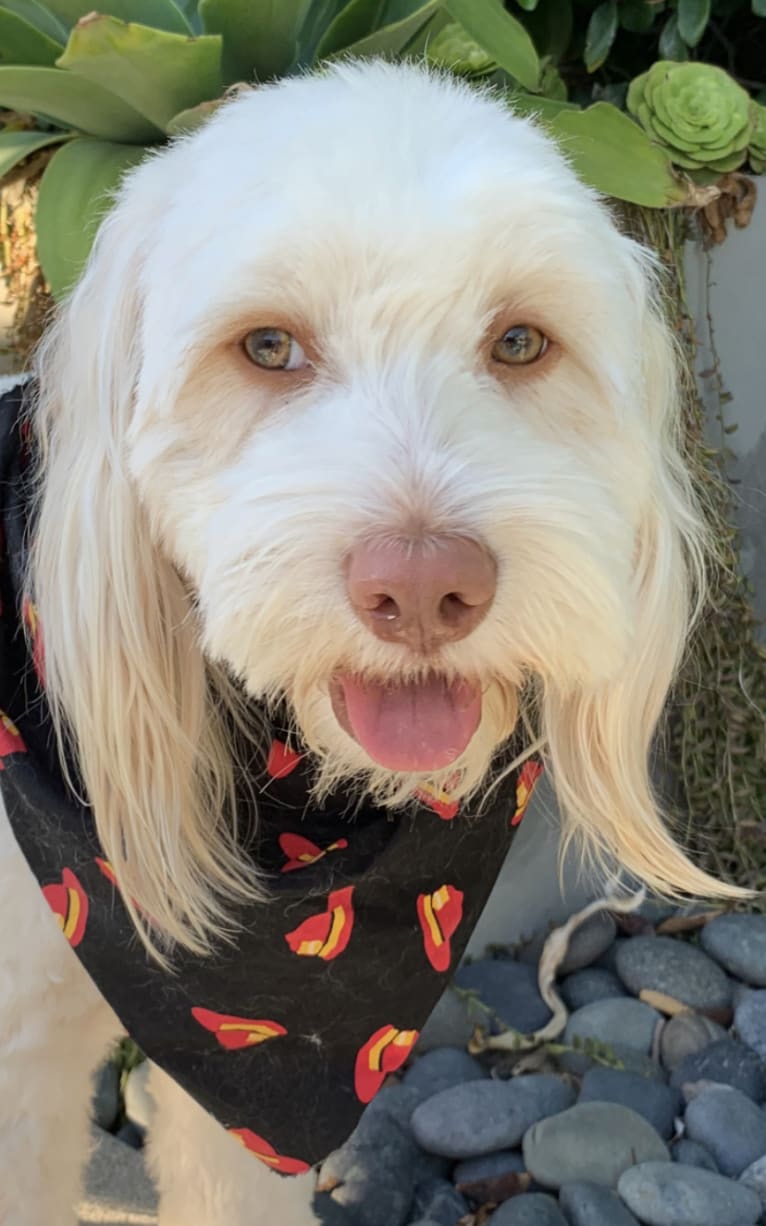 Toby-Joe, a Cocker Spaniel and Bichon Frise mix tested with EmbarkVet.com