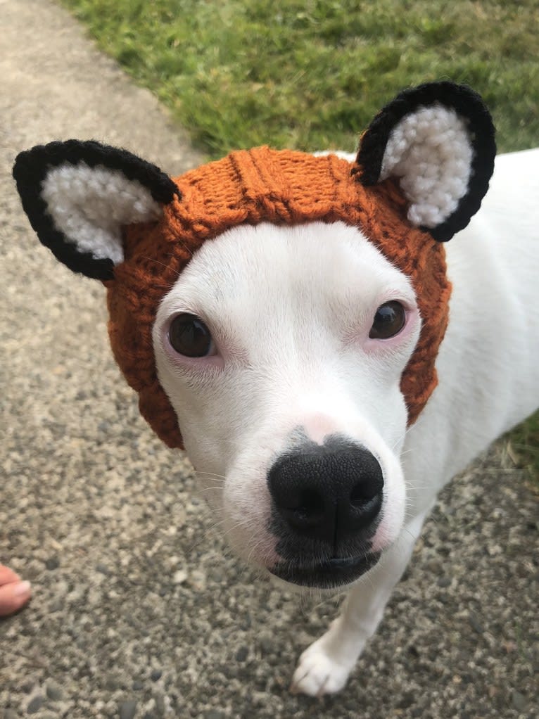 Rubie, an American Pit Bull Terrier and Russell-type Terrier mix tested with EmbarkVet.com