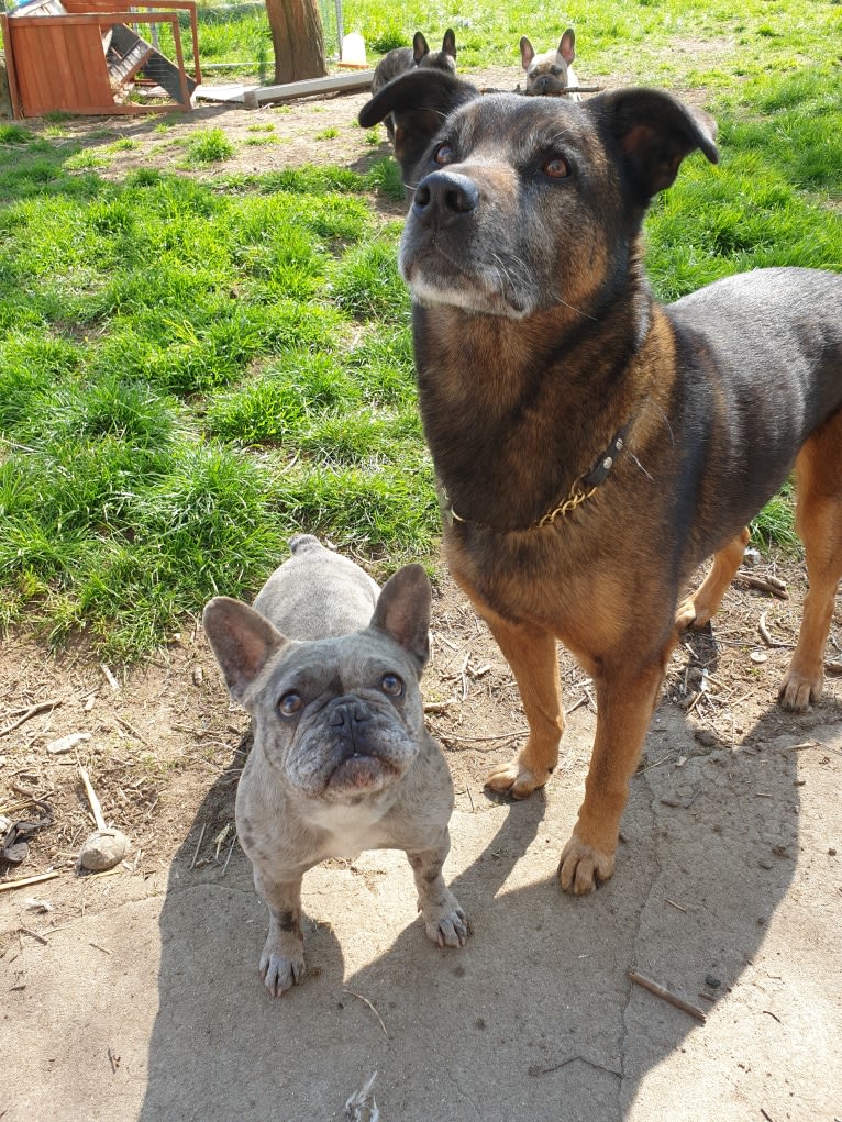 Alfie, a Belgian Malinois and Rottweiler mix tested with EmbarkVet.com