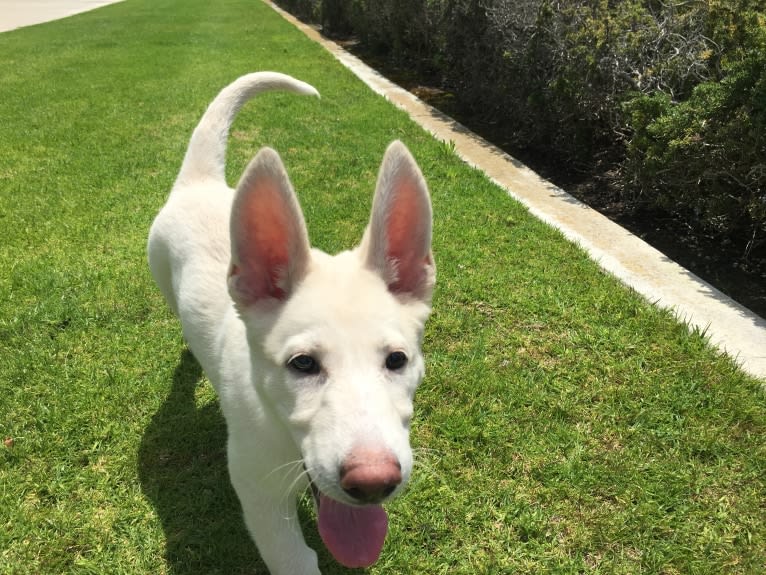 Bella, a German Shepherd Dog tested with EmbarkVet.com