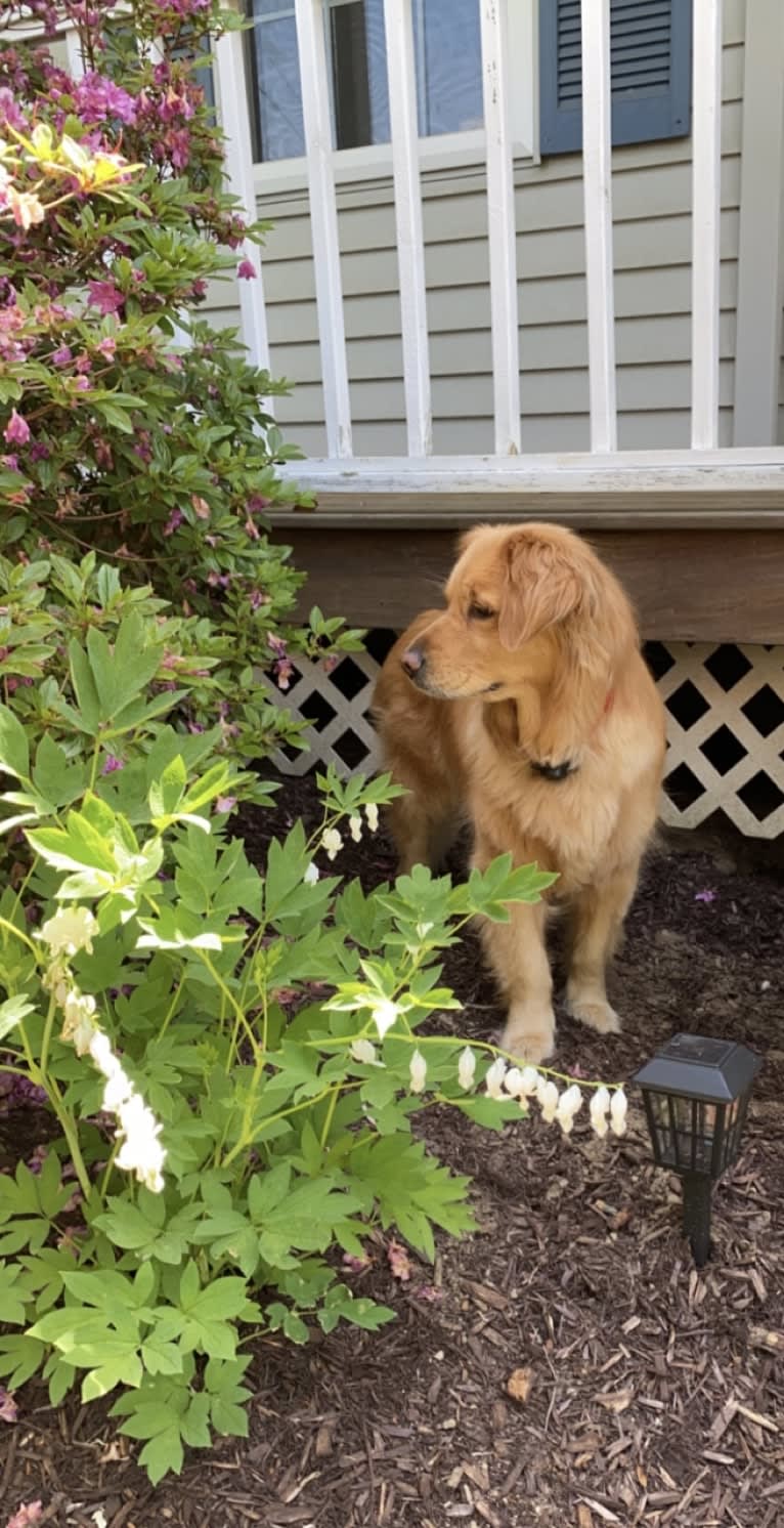 Penny, a Golden Retriever tested with EmbarkVet.com