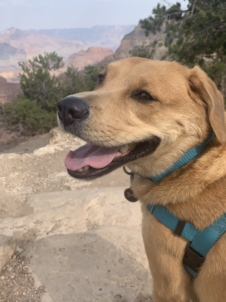 Gus, an American Pit Bull Terrier and Australian Shepherd mix tested with EmbarkVet.com