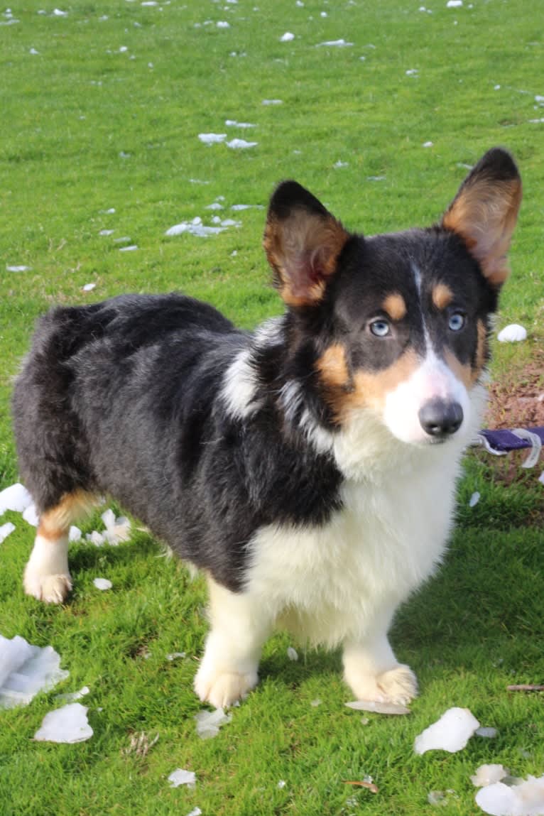 Butterball, a Pembroke Welsh Corgi tested with EmbarkVet.com