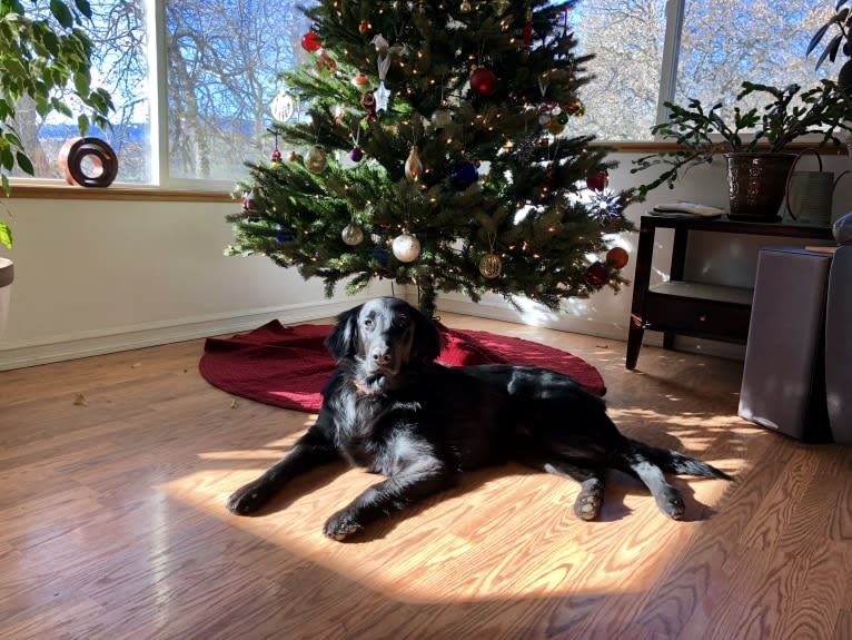 Big, a Flat-Coated Retriever tested with EmbarkVet.com