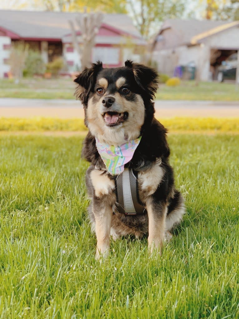 Wally, a Pomeranian and American Pit Bull Terrier mix tested with EmbarkVet.com