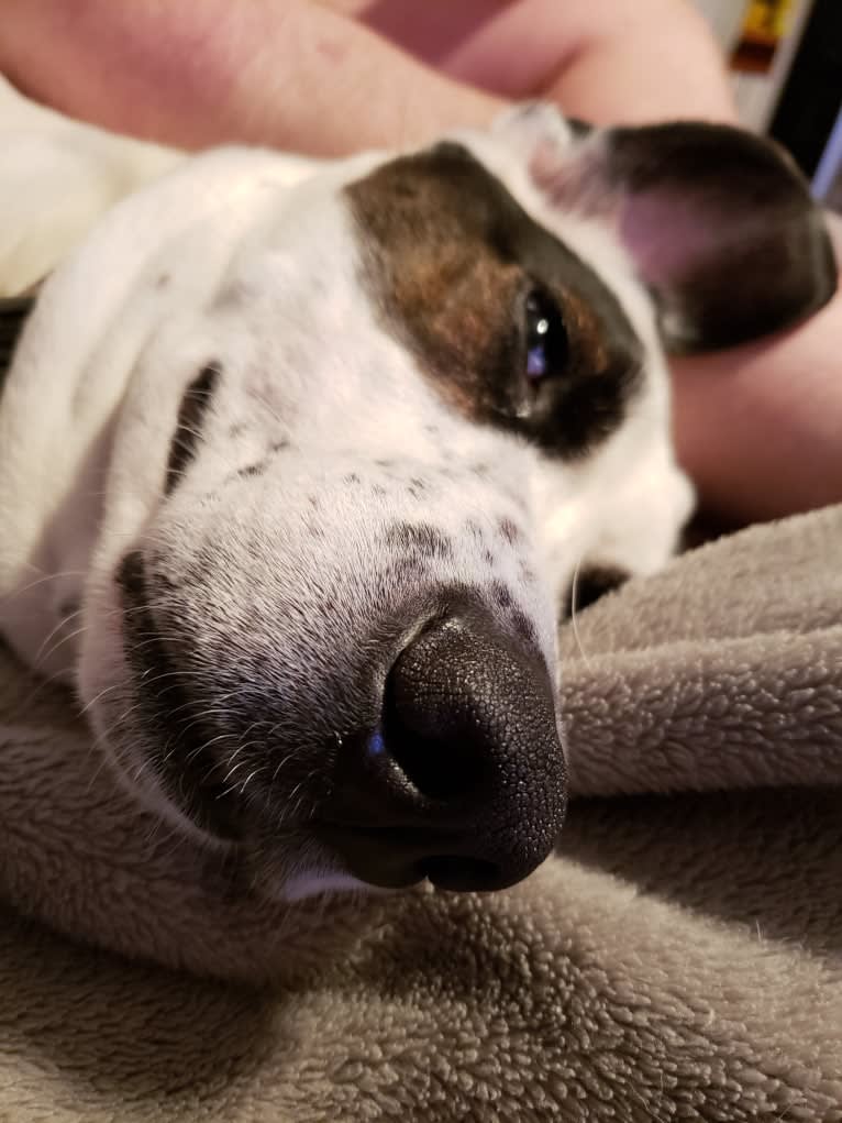 Dublin, an American Foxhound and Labrador Retriever mix tested with EmbarkVet.com