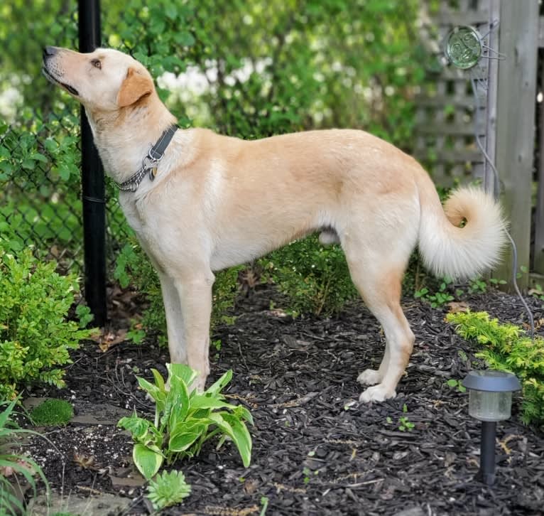 Bono, a Northern East African Village Dog tested with EmbarkVet.com