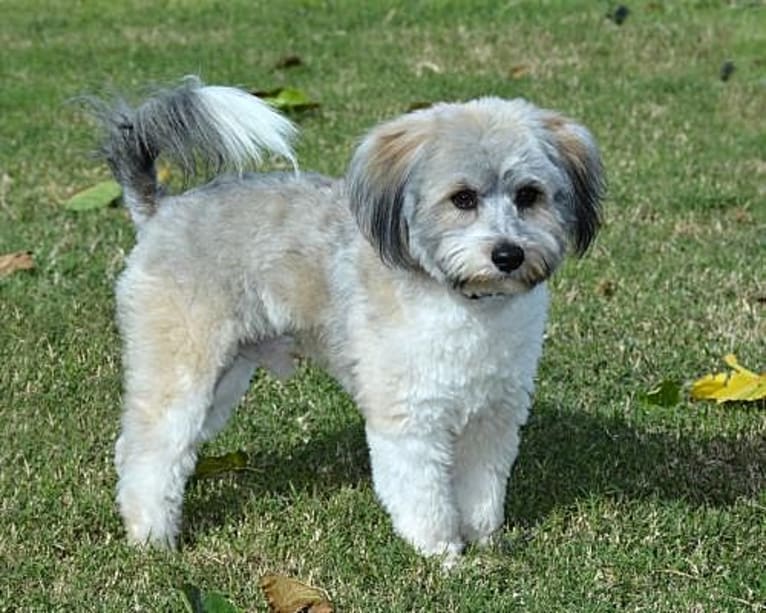 Sheldon, a Miniature Schnauzer and Pomeranian mix tested with EmbarkVet.com