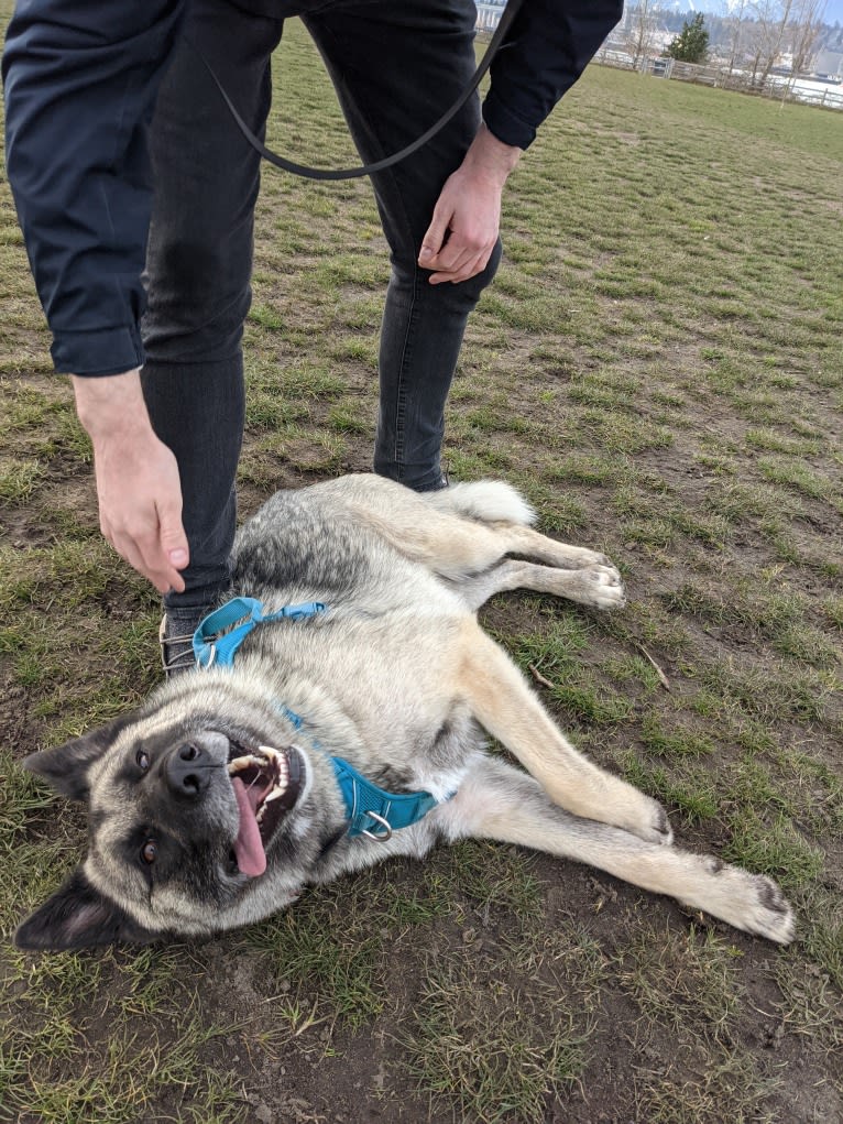 Jasper, a German Shepherd Dog and Akita mix tested with EmbarkVet.com