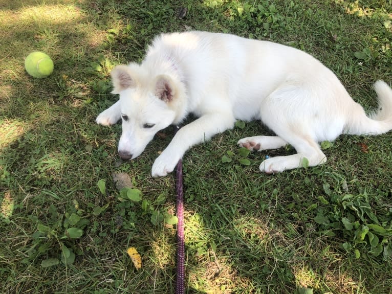 Kia, a German Shepherd Dog and Siberian Husky mix tested with EmbarkVet.com