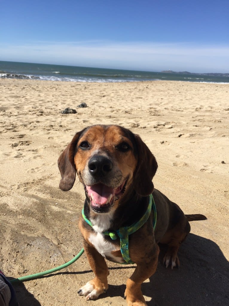 Linus, a Basset Hound and Catahoula Leopard Dog mix tested with EmbarkVet.com