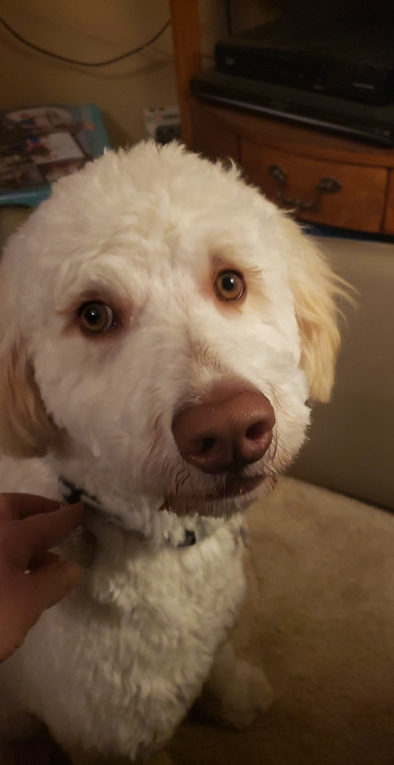 Orie, a Goldendoodle tested with EmbarkVet.com