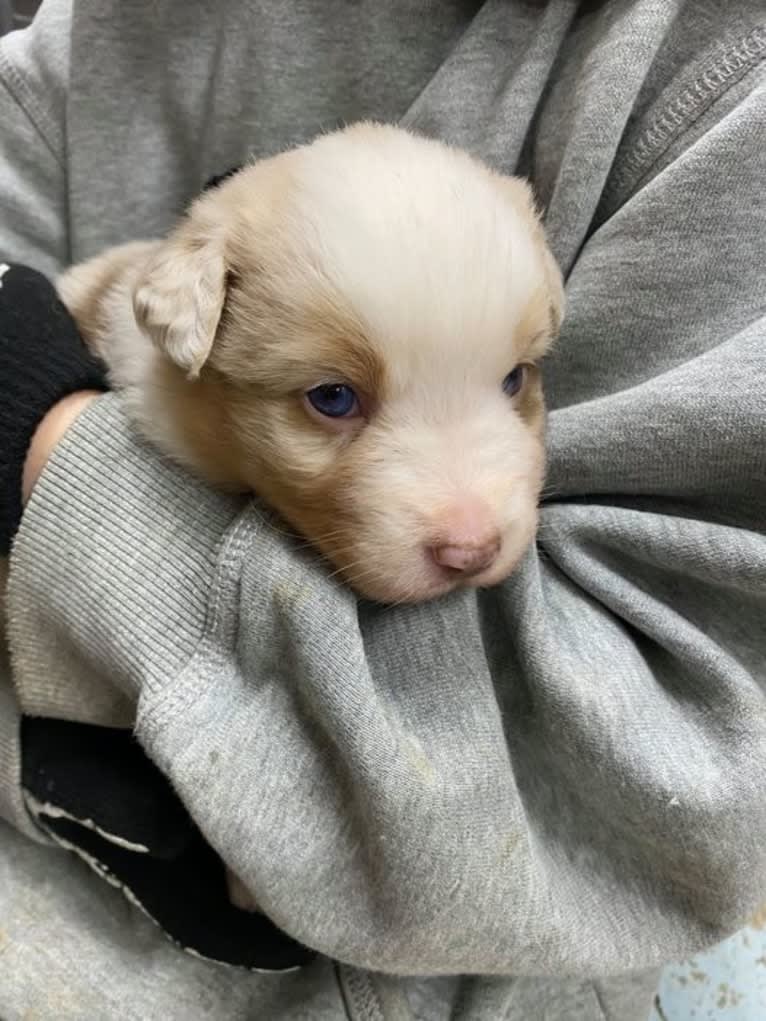 Laika, an Australian Shepherd tested with EmbarkVet.com