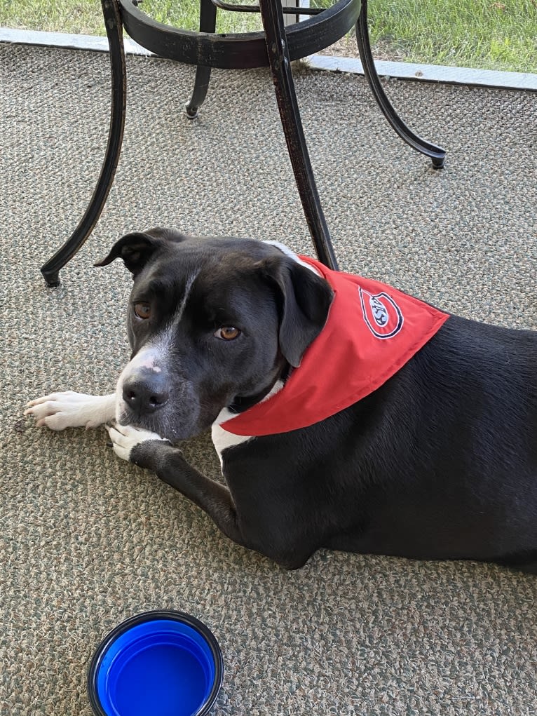 Roger, an American Bully and Rat Terrier mix tested with EmbarkVet.com