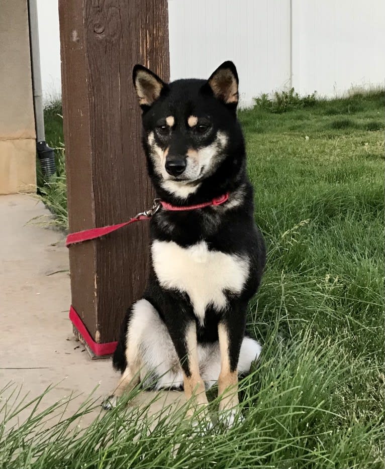 Blossom, a Shiba Inu tested with EmbarkVet.com