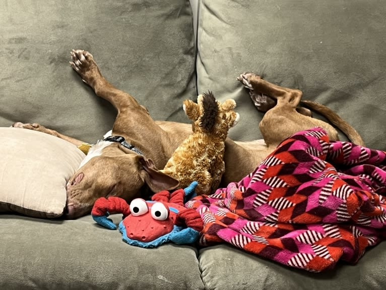 Bruce, an American Pit Bull Terrier and Chihuahua mix tested with EmbarkVet.com