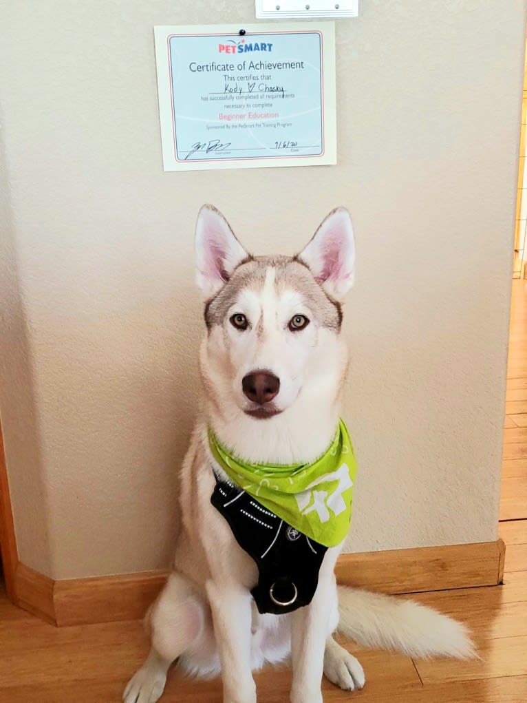 Kody Chasky, a Siberian Husky and American Pit Bull Terrier mix tested with EmbarkVet.com