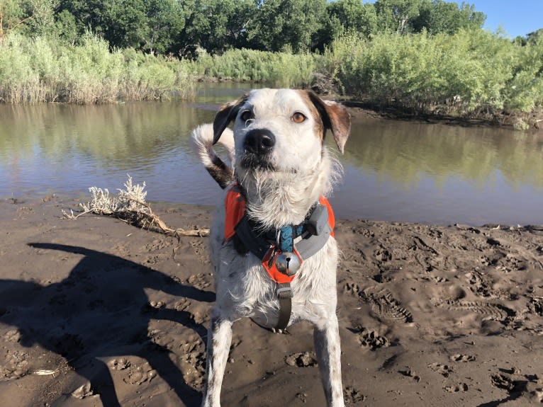 Sherlock, an Australian Cattle Dog and Poodle (Standard) mix tested with EmbarkVet.com