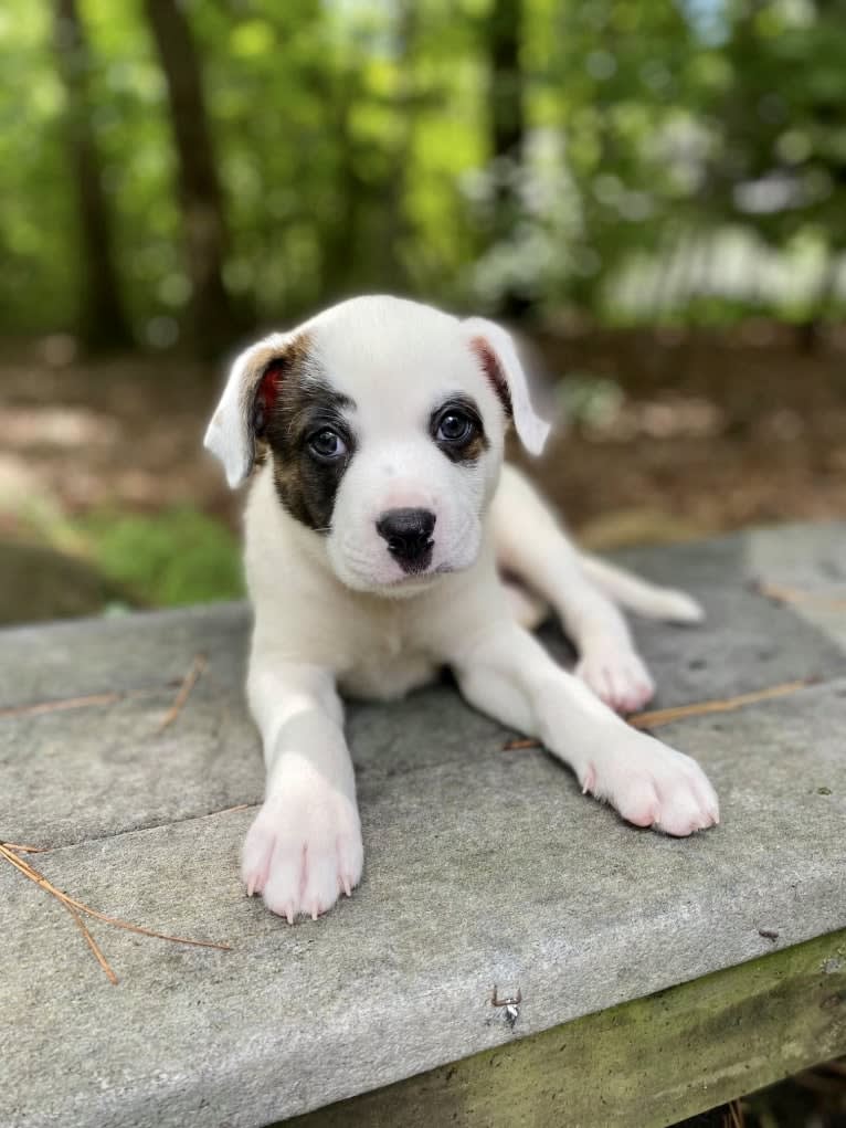 River, an American Pit Bull Terrier and Australian Cattle Dog mix tested with EmbarkVet.com