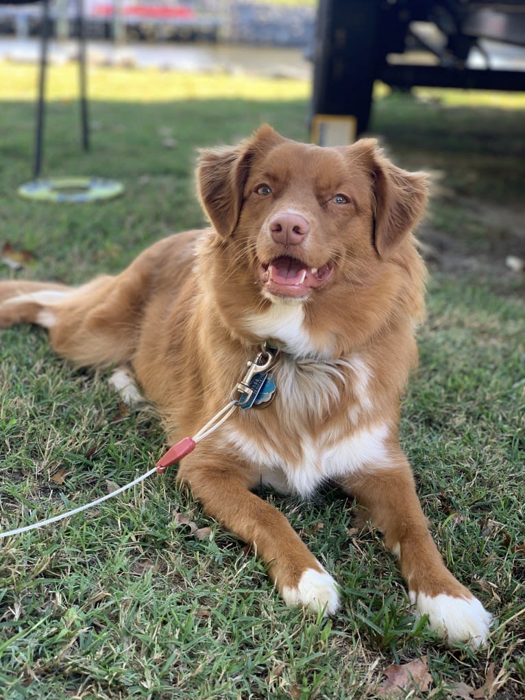 Nalu, a Nova Scotia Duck Tolling Retriever tested with EmbarkVet.com