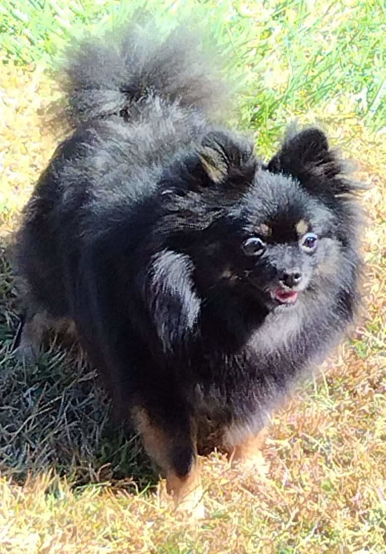 Bunny, a Pomeranian tested with EmbarkVet.com