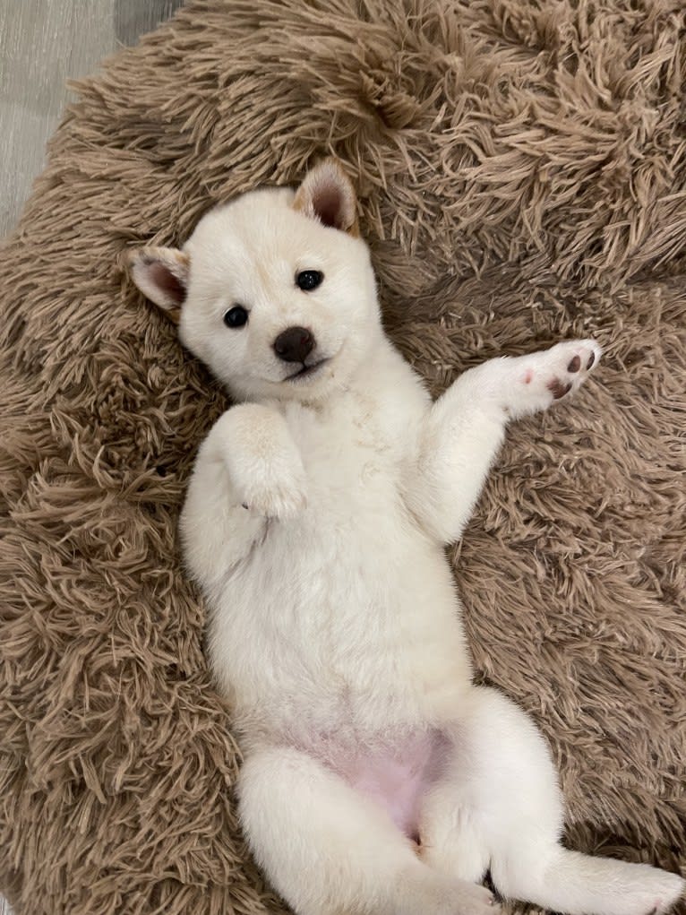 Kioko, a Shiba Inu tested with EmbarkVet.com