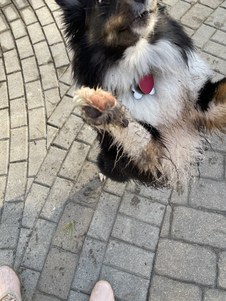 Whiskey Cash Adams, a Shetland Sheepdog tested with EmbarkVet.com