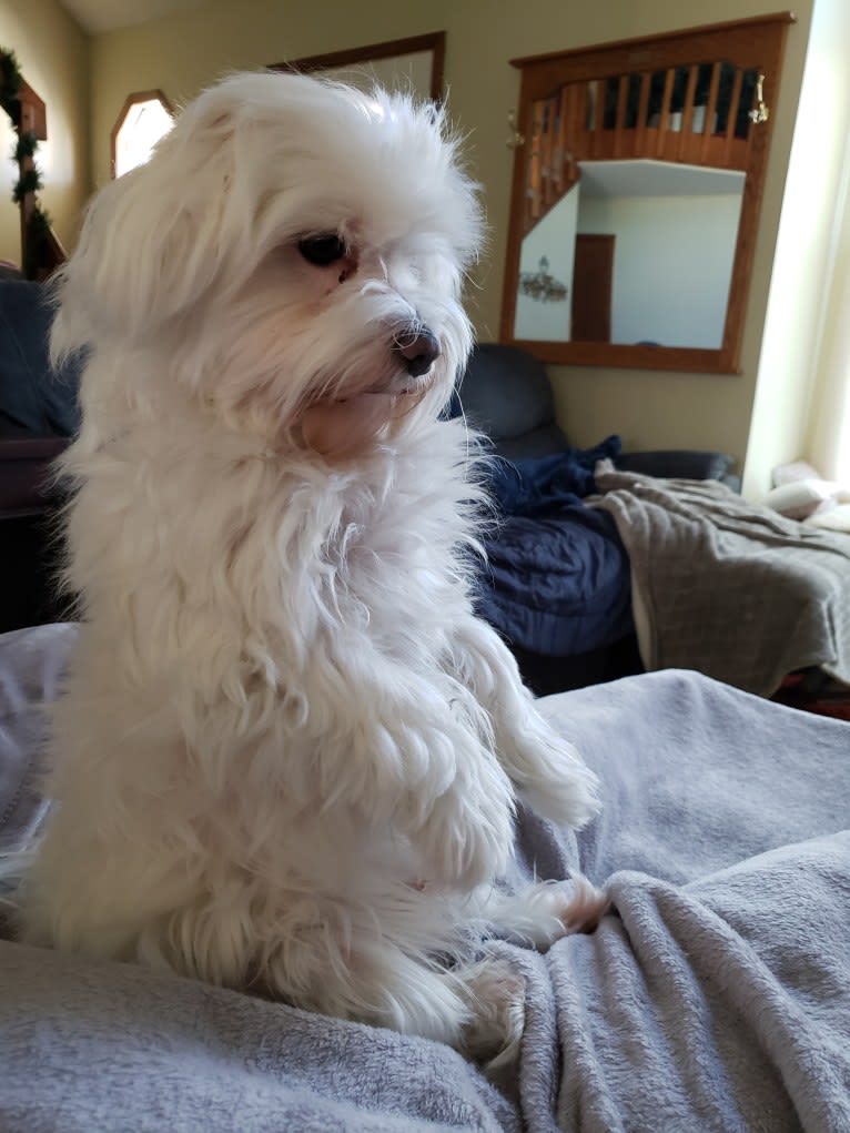 Oden, a Maltese tested with EmbarkVet.com