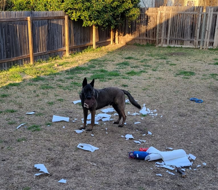 Carbonado, a Belgian Malinois and German Shepherd Dog mix tested with EmbarkVet.com