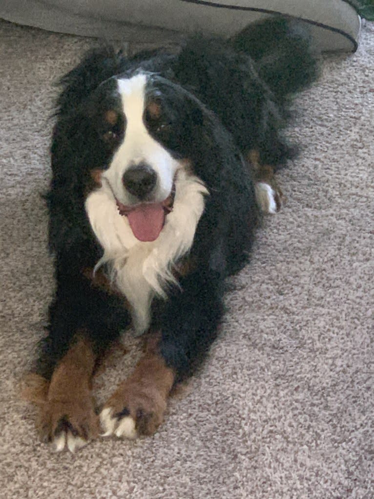 Orbit, a Bernese Mountain Dog tested with EmbarkVet.com