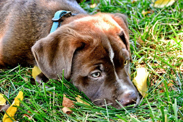 Abel, a Bulldog and Labrador Retriever mix tested with EmbarkVet.com