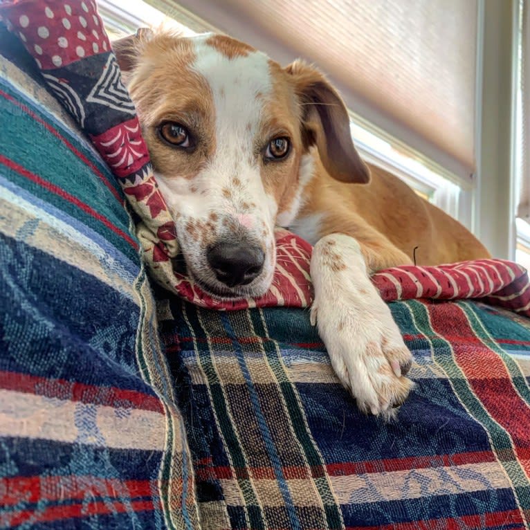 Langston Hughes, a Beagle and Australian Shepherd mix tested with EmbarkVet.com