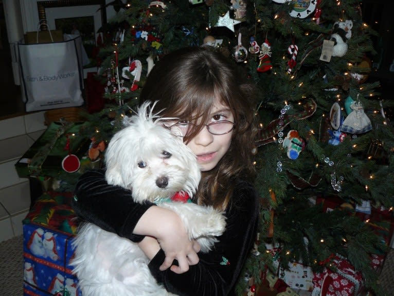 Shaboobalabooby “Boo” Elliott Peabody Minimus, a Maltese tested with EmbarkVet.com