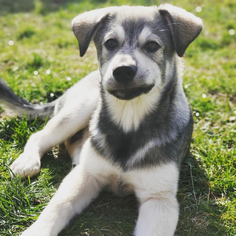 Timber, a Siberian Husky and American Bulldog mix tested with EmbarkVet.com