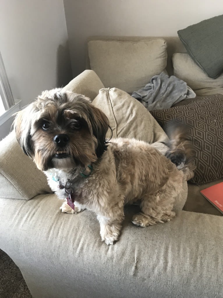 Ginger, a Shih Tzu and Yorkshire Terrier mix tested with EmbarkVet.com