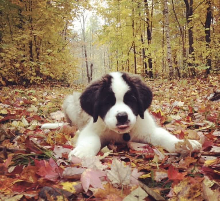 Sully, a Saint Bernard tested with EmbarkVet.com