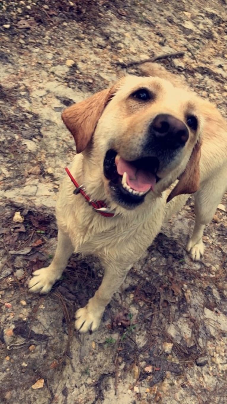 Rami, a Labrador Retriever tested with EmbarkVet.com