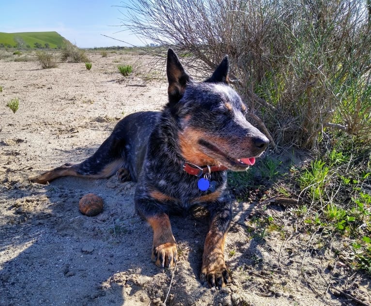 Buck (Little Monster, Little Bear), an Australian Cattle Dog tested with EmbarkVet.com