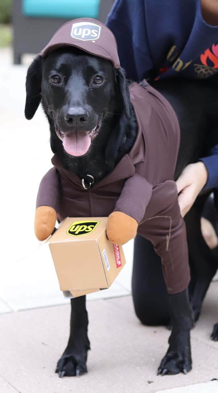 Hampton, an English Cocker Spaniel (Working Type) and Labrador Retriever mix tested with EmbarkVet.com