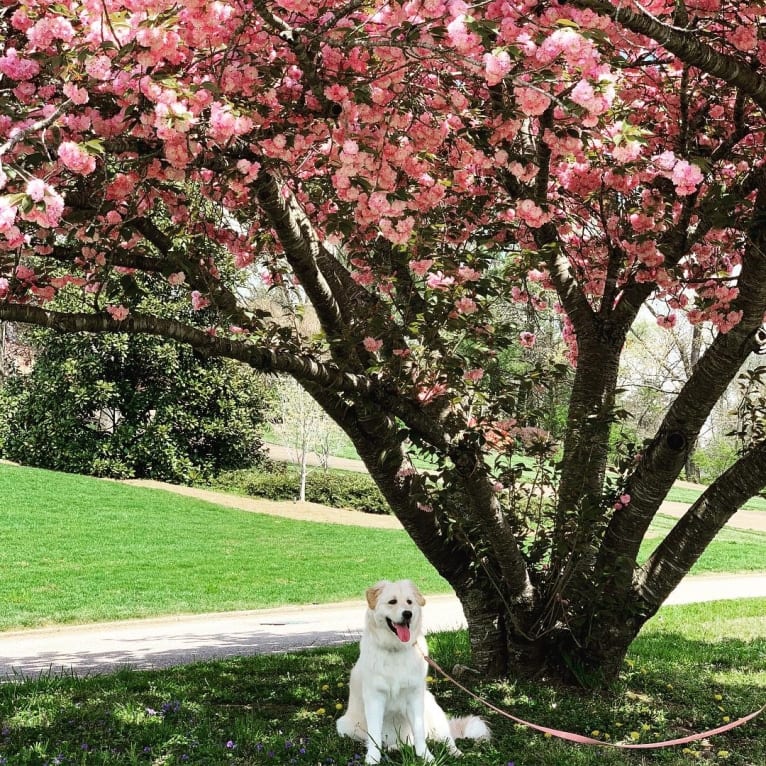 Lola, a Great Pyrenees and Rottweiler mix tested with EmbarkVet.com