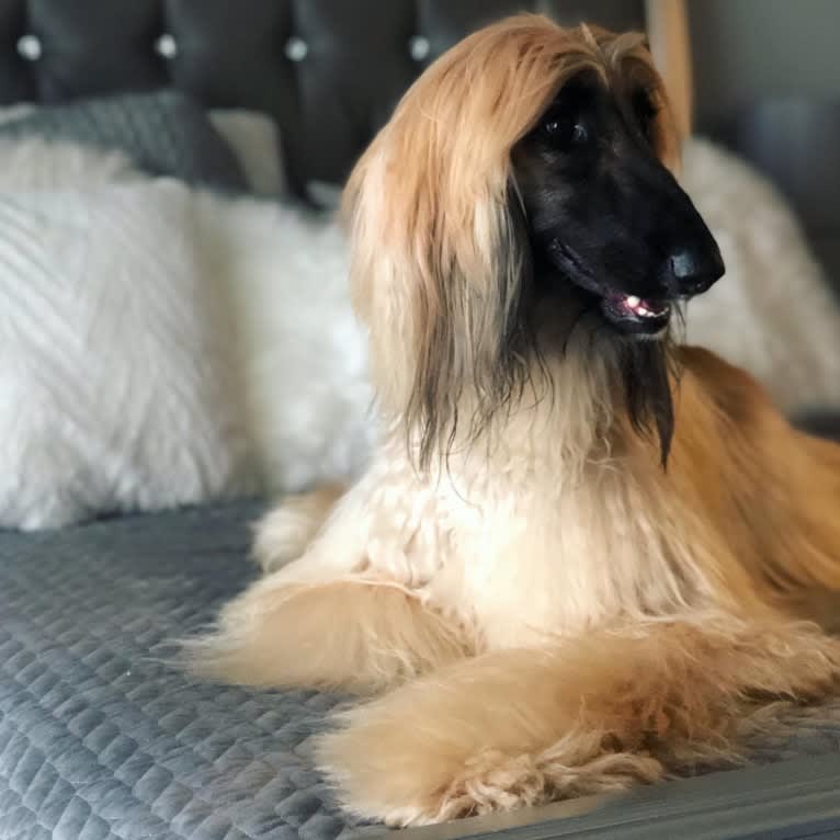 Bugatti, an Afghan Hound tested with EmbarkVet.com