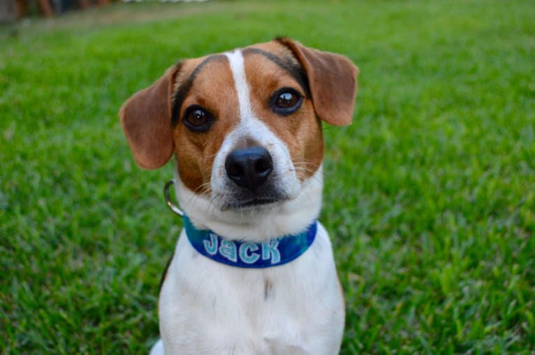 Jack, a Danish-Swedish Farmdog tested with EmbarkVet.com