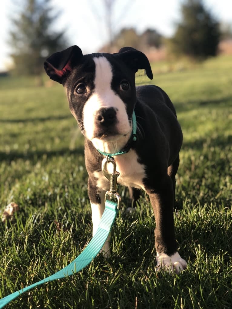 Ellie, an American Pit Bull Terrier and American Staffordshire Terrier mix tested with EmbarkVet.com