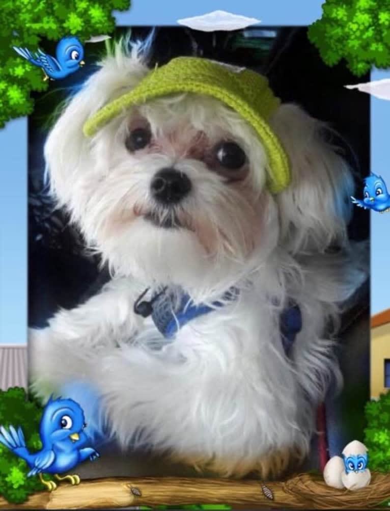 Jimmy, a Maltese tested with EmbarkVet.com