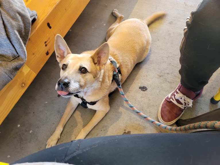 Bowzer, a Chow Chow and American Pit Bull Terrier mix tested with EmbarkVet.com